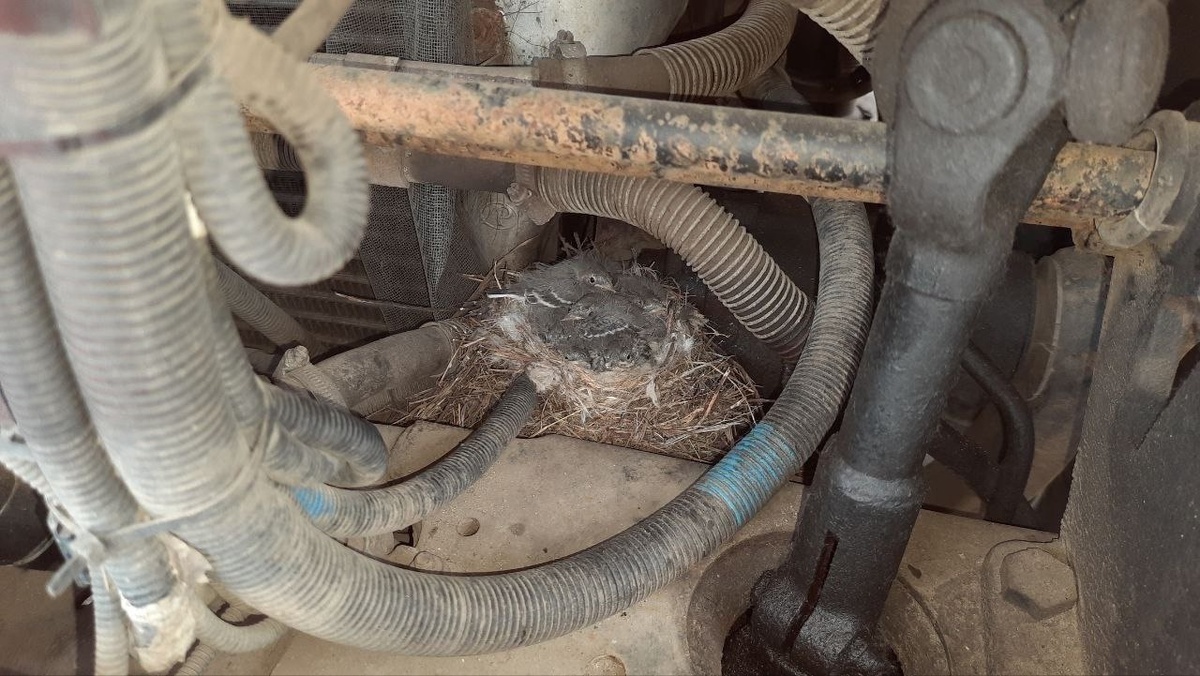    Пернатое семейство поселилось в двигателе «Камаза» в Курске