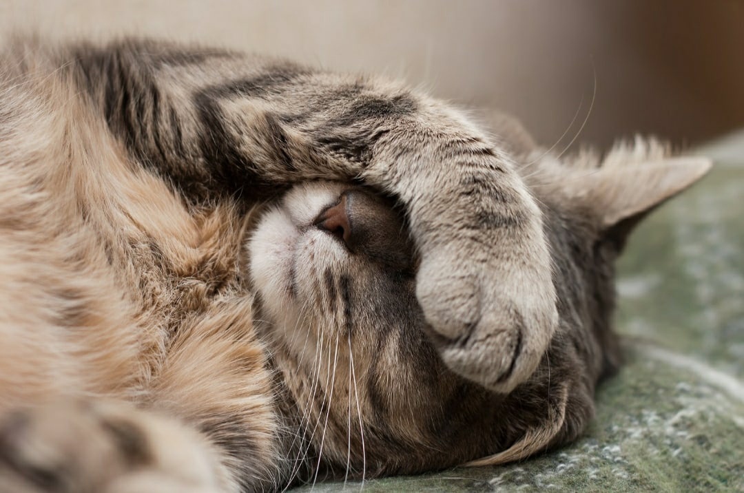 Что за запах?