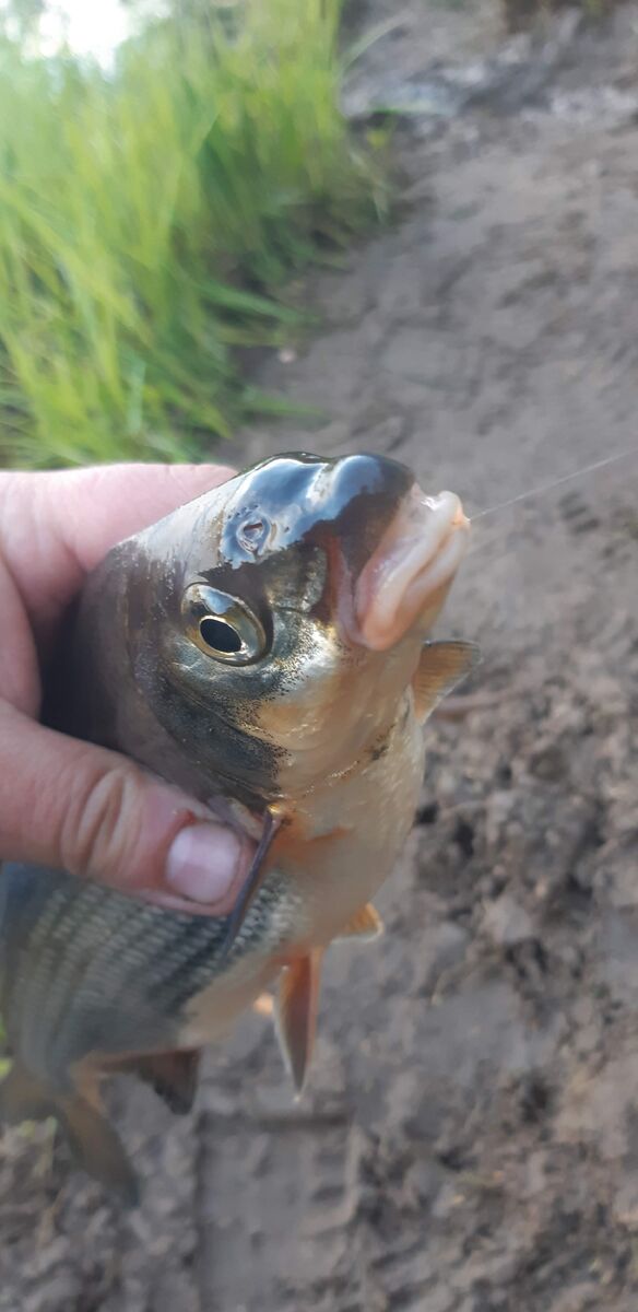 Первая носатая, заглотила крючёк