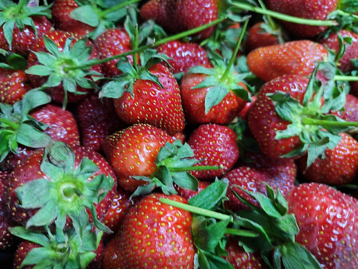 Клубника в Маяке