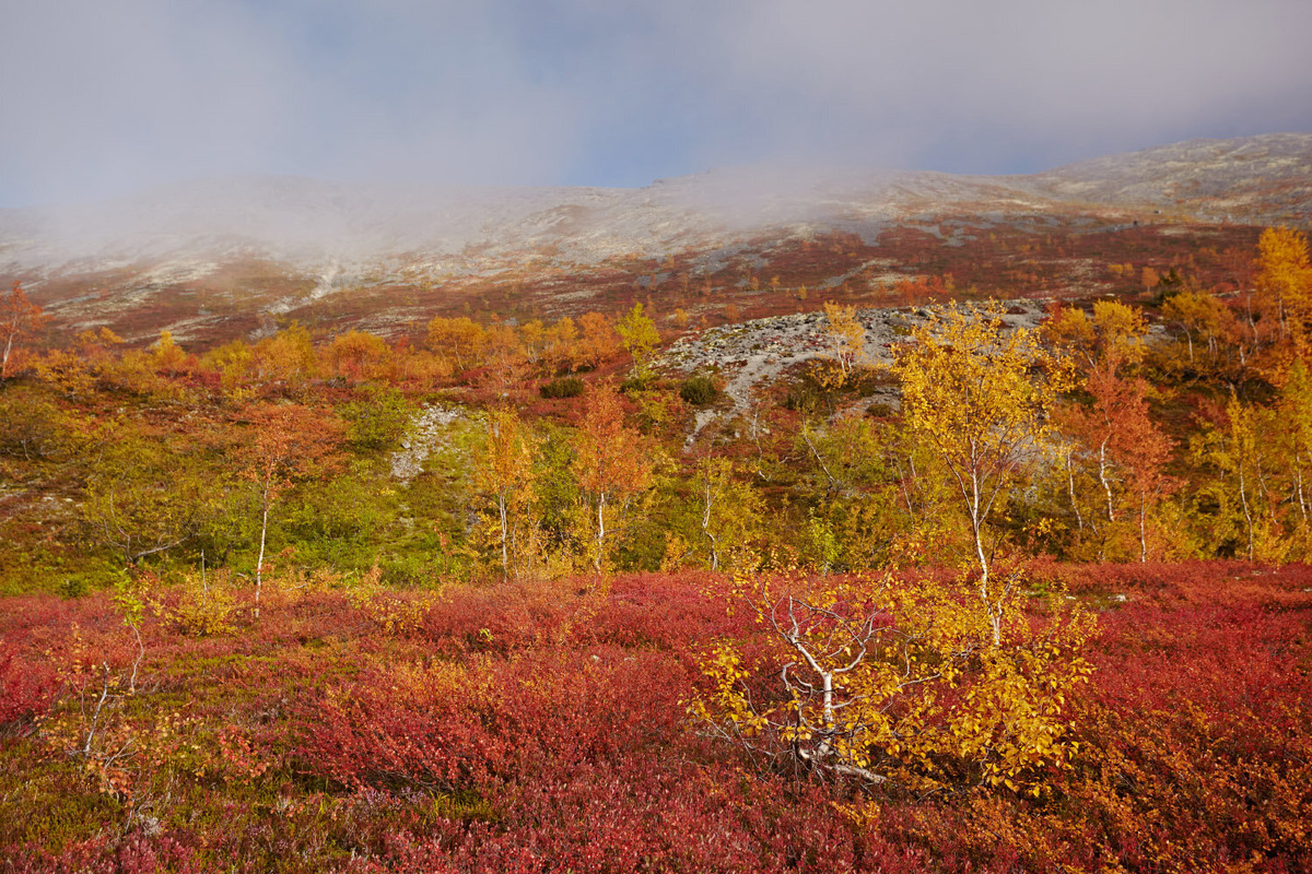 Настолько ярких красок я нигде не видел. Ярко-красный, жёлтый, оранжевый цвет листвы вперемешку с разноцветными коврами мхов и антрацитовыми горами завораживали