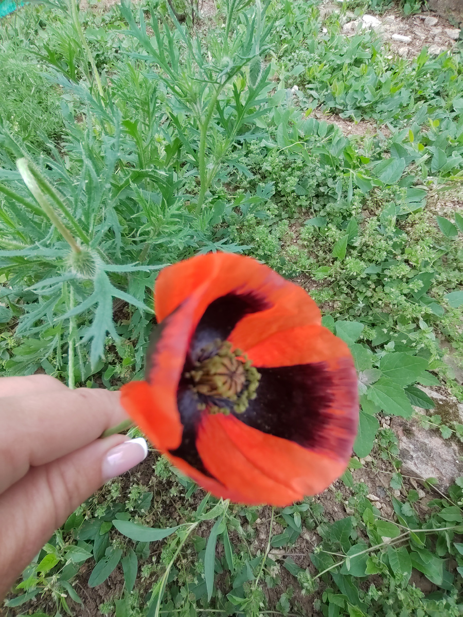 Природа тоже скорбит о погибших, крест, в тонах Георгиевской ленты... Расцвел вчера, 9 мая...