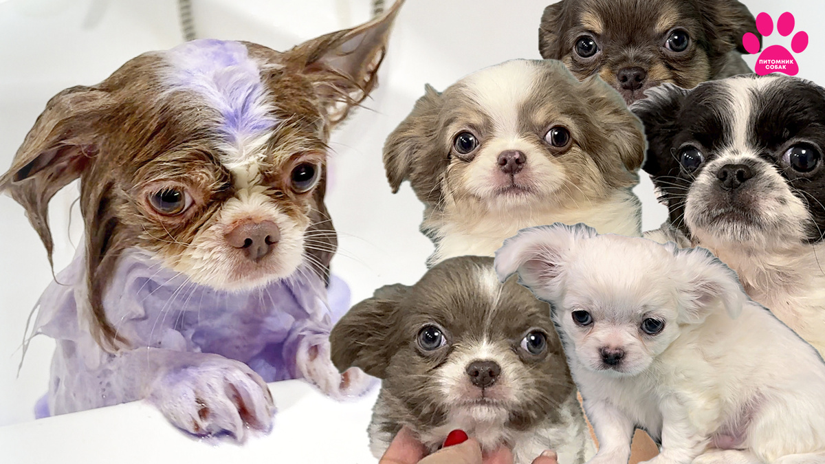 Новое видео с обзором щенков чихуахуа