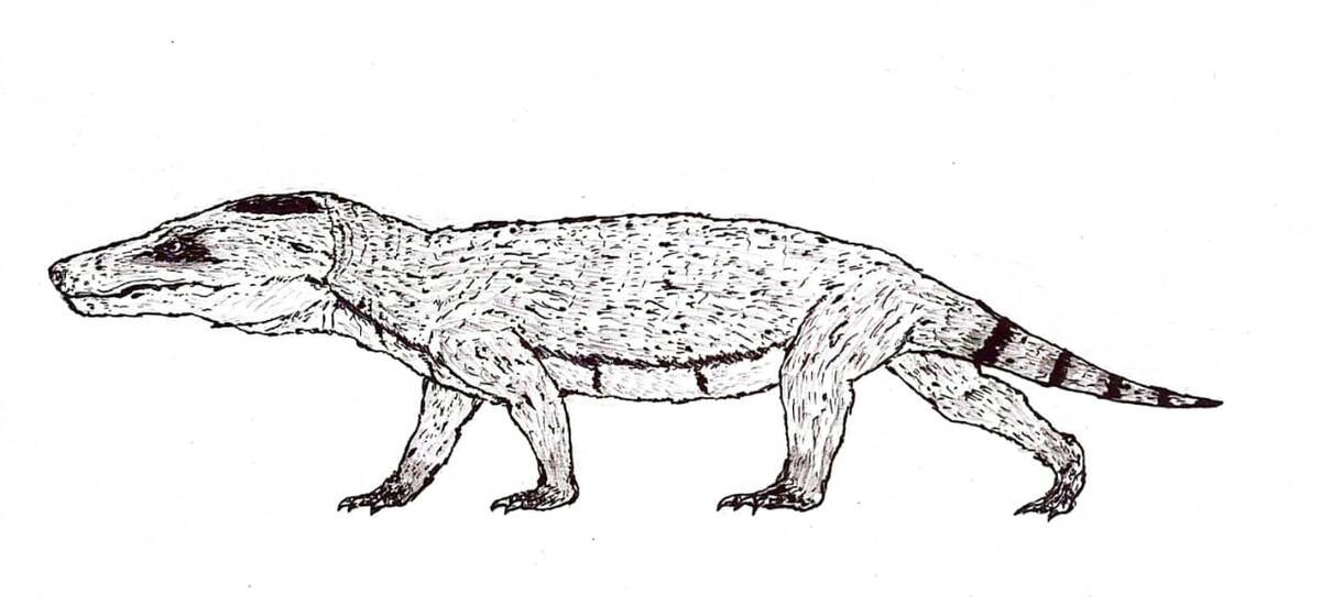 Реставрация прижизненного облика импиденса.
