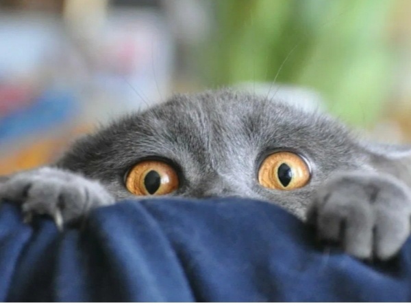 Самые большие страхи любой кошки