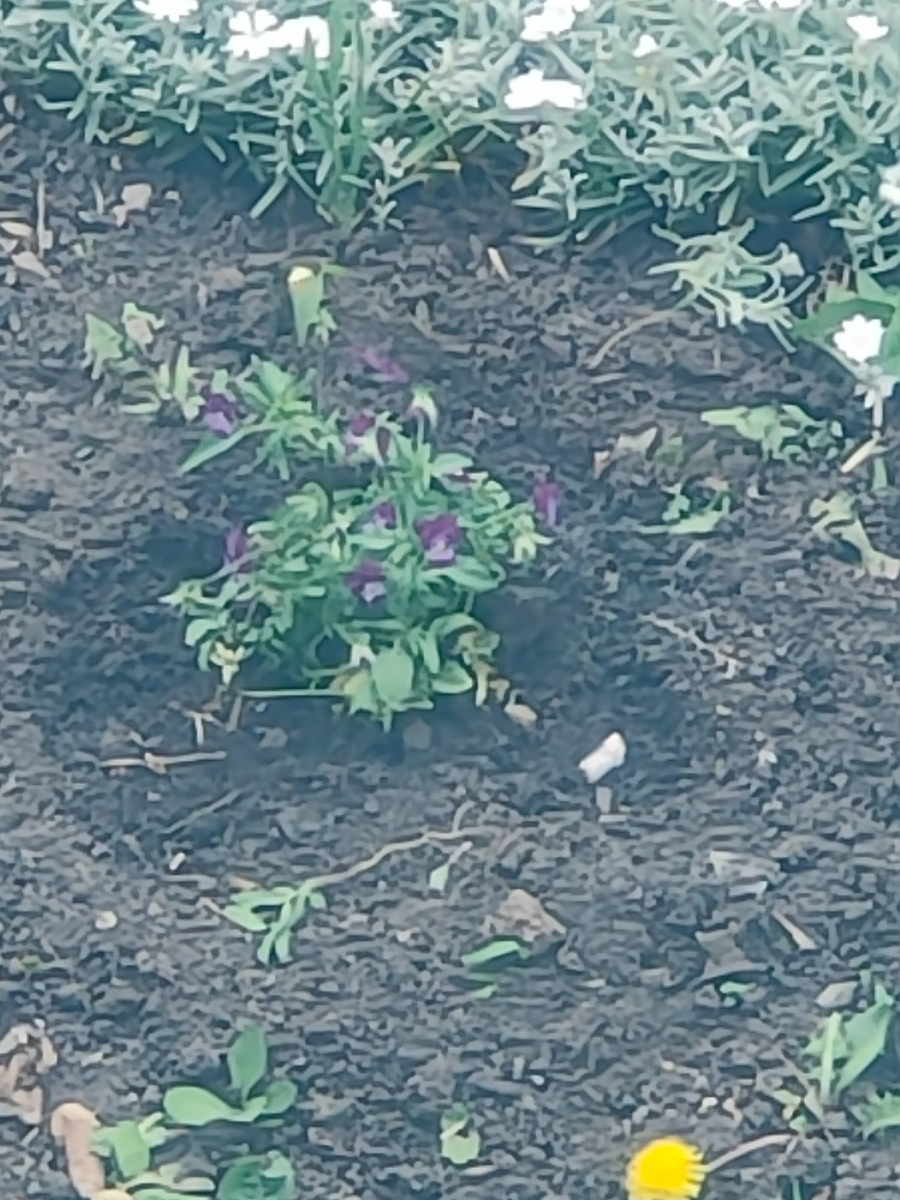 Анютины глазки