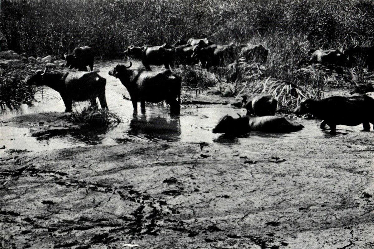 Болота сочинского района. Там даже паслись буйволя. Фото взято из открытых источников.