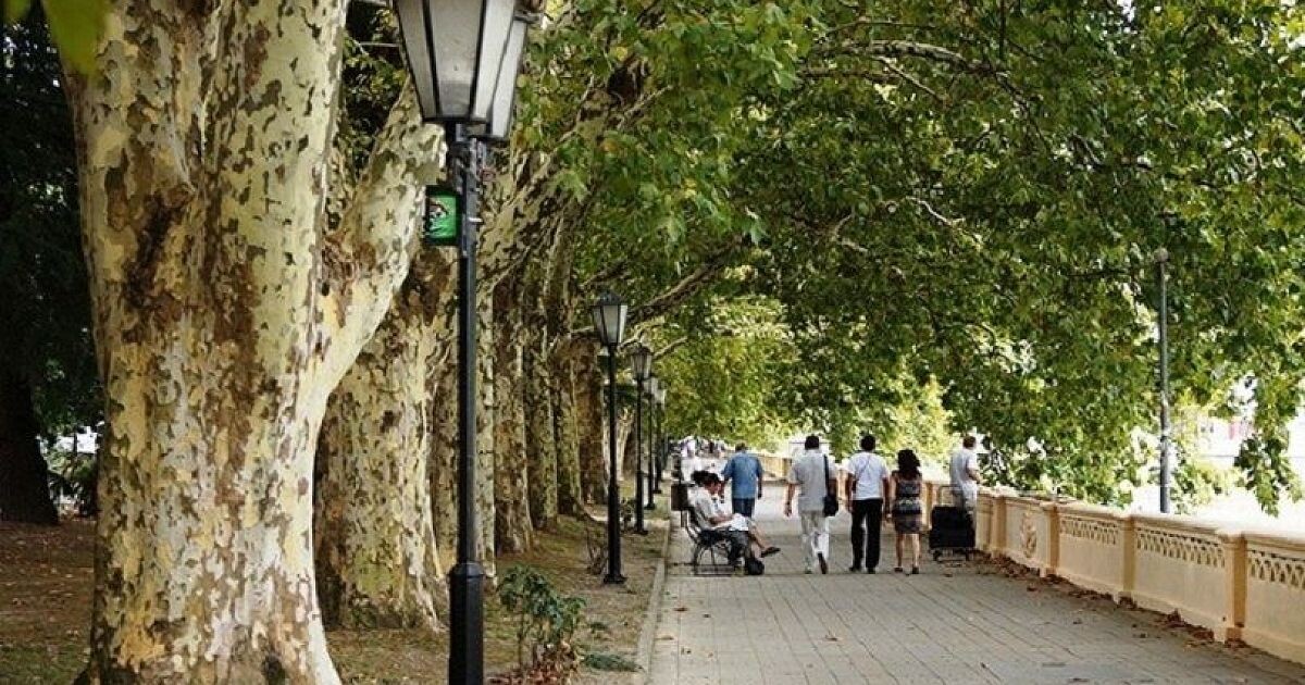 Платановая аллея. Фото из открытых источников.