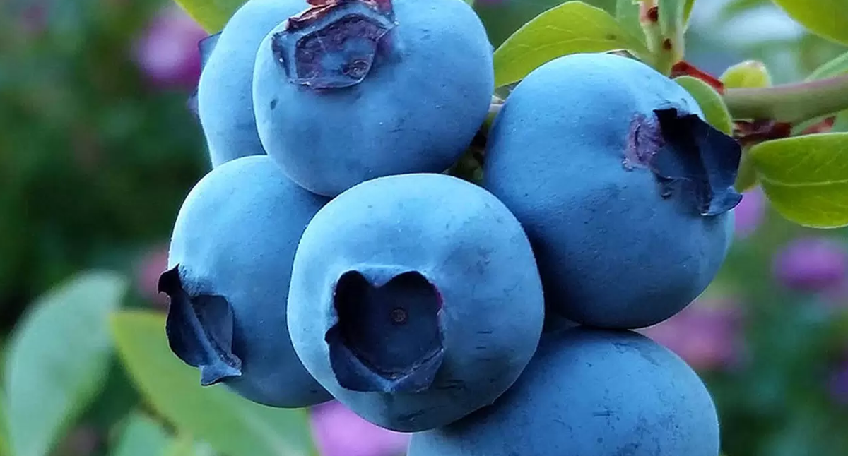 ягода голубика