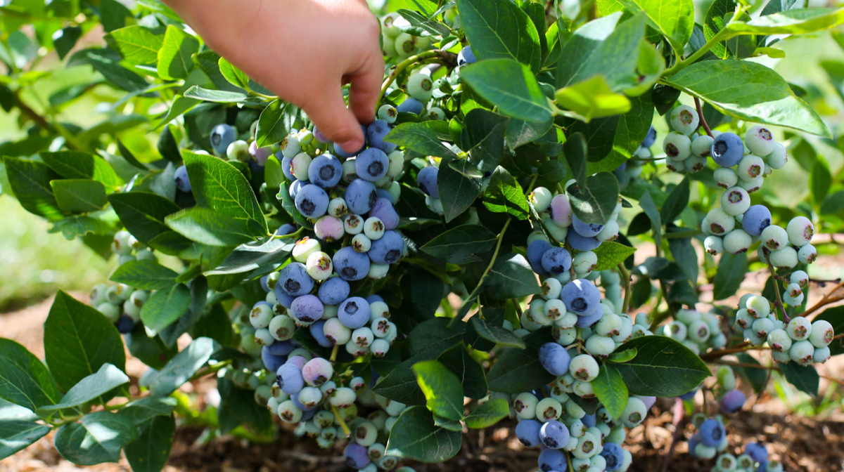 куст с ягодой голубики