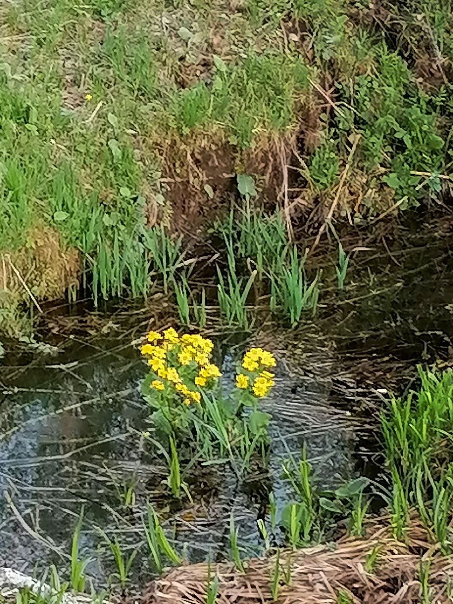 Родничок маленький возле дома. Каждую весну собираюсь почистить, и каждую весну некогда, потом забываю.