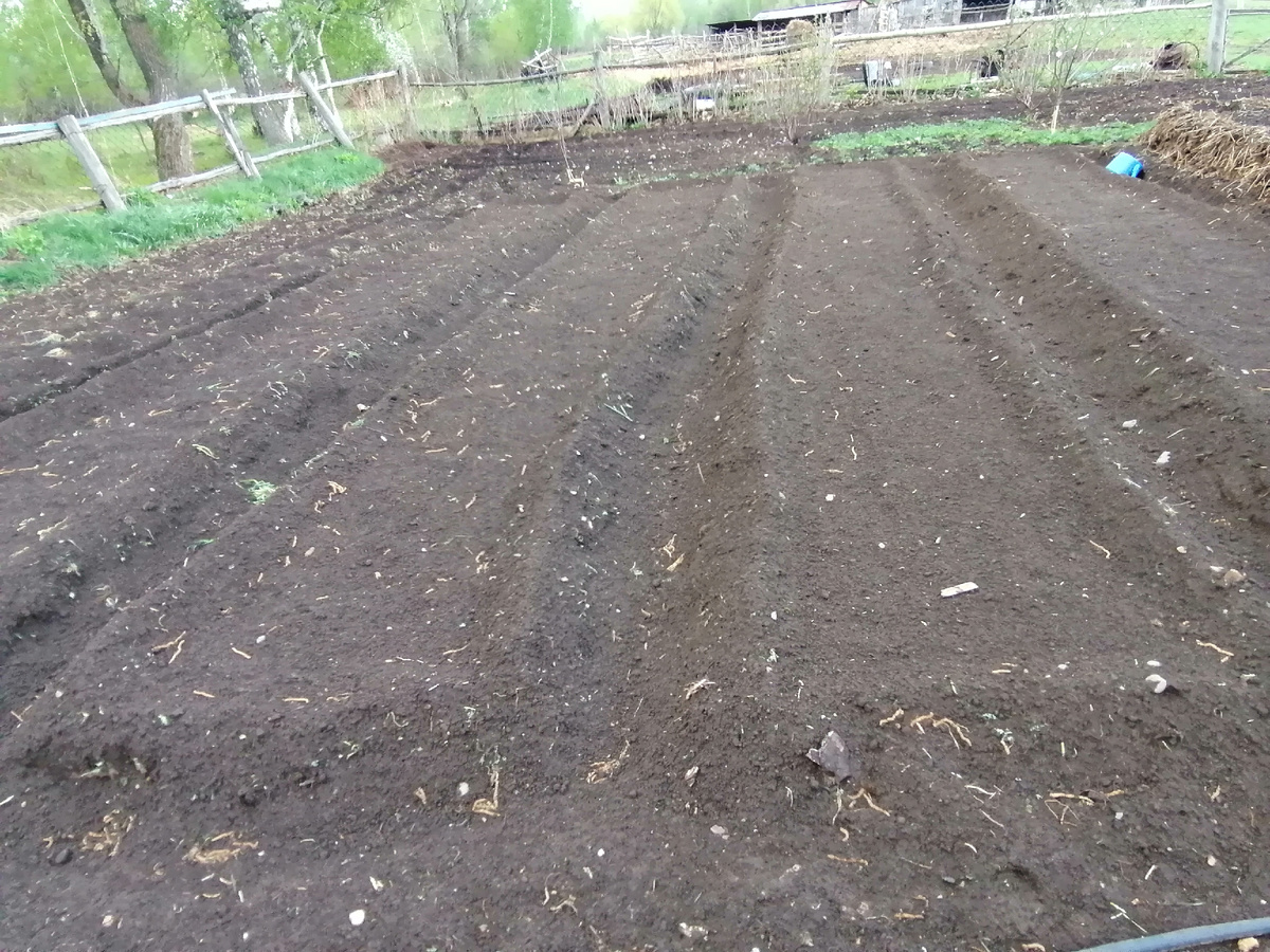 Грядочки мои. Две с морковкой, очень уж мы её любим в любом виде, одна на две трети с луком и на одну со свёклой. Ну и одна с фасолью и горохом. Пока правда, только серёжки от берёзы на них.