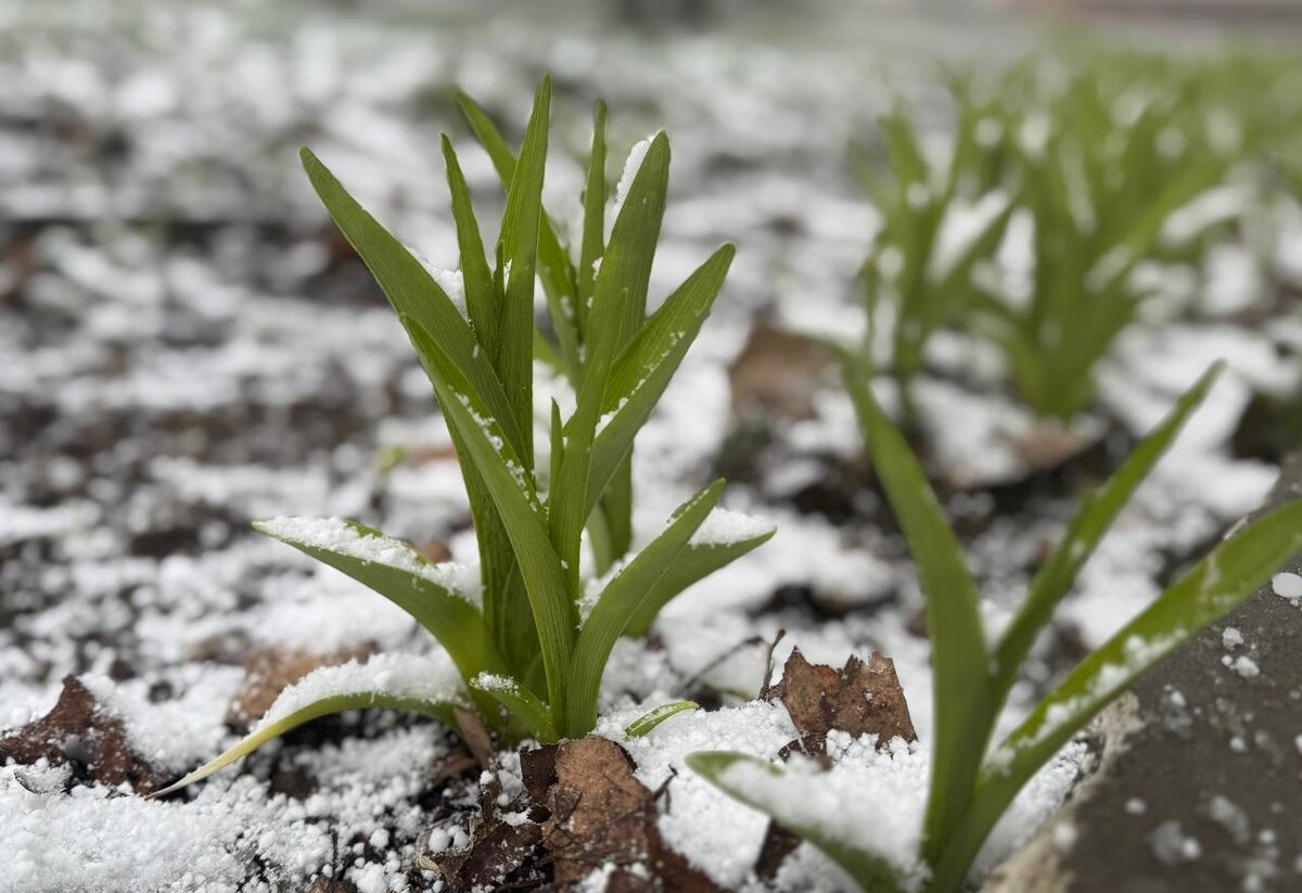    Заморозки наносят очередной удар по Курской области