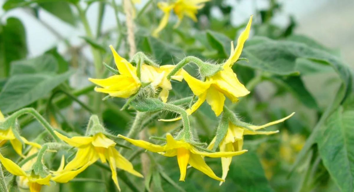 цветки и завязи томата