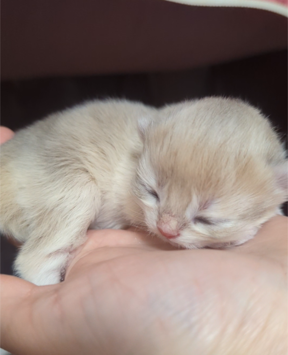 CAT ID Международная фелинологическая организация. оформление всех видов документов: родословные, метрики, регистрация питомника. Наш ТГ канал https://t.me/catidrussia, можно найти по названию CAT ID