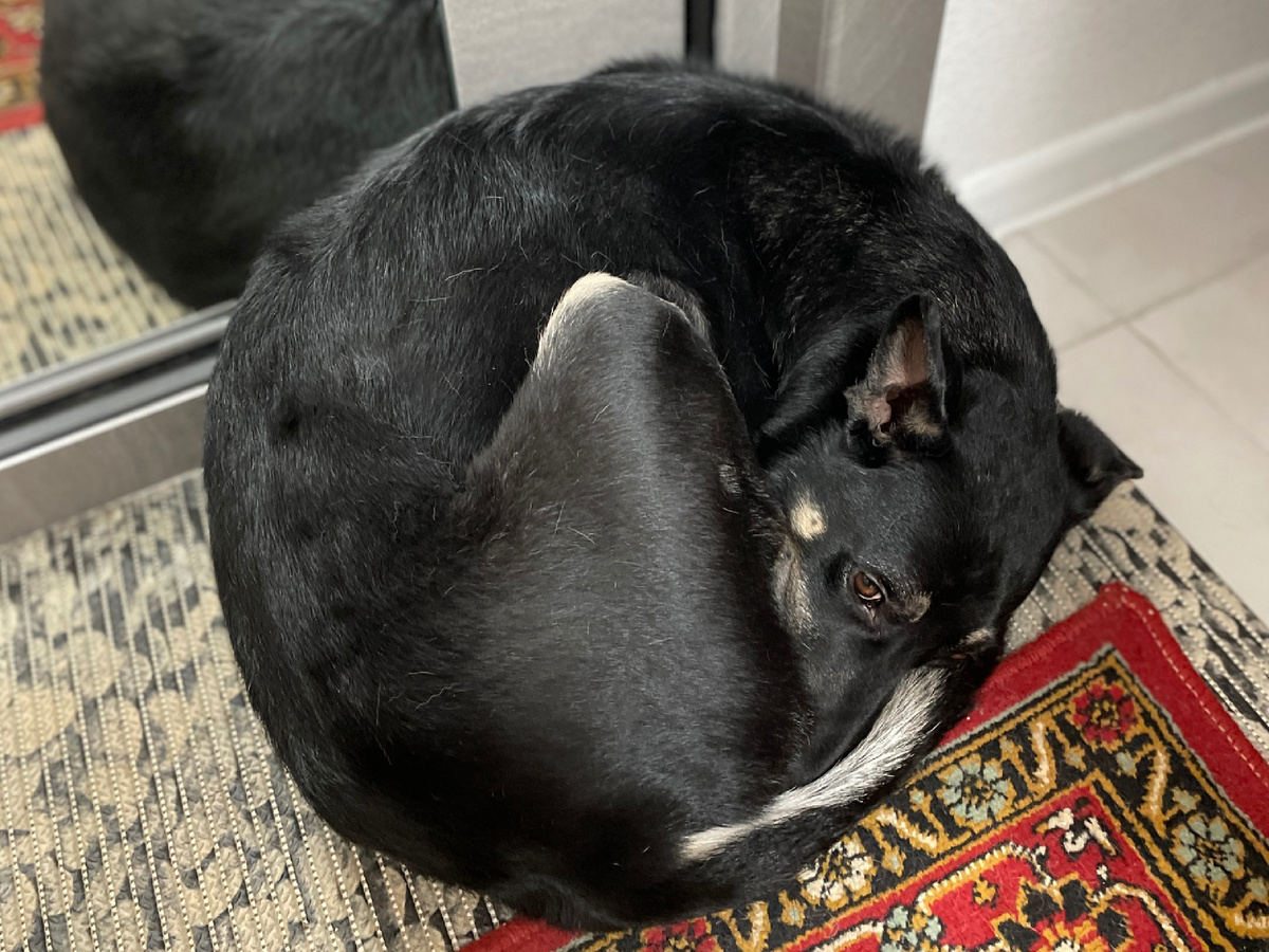 Первое время Рокки у порога