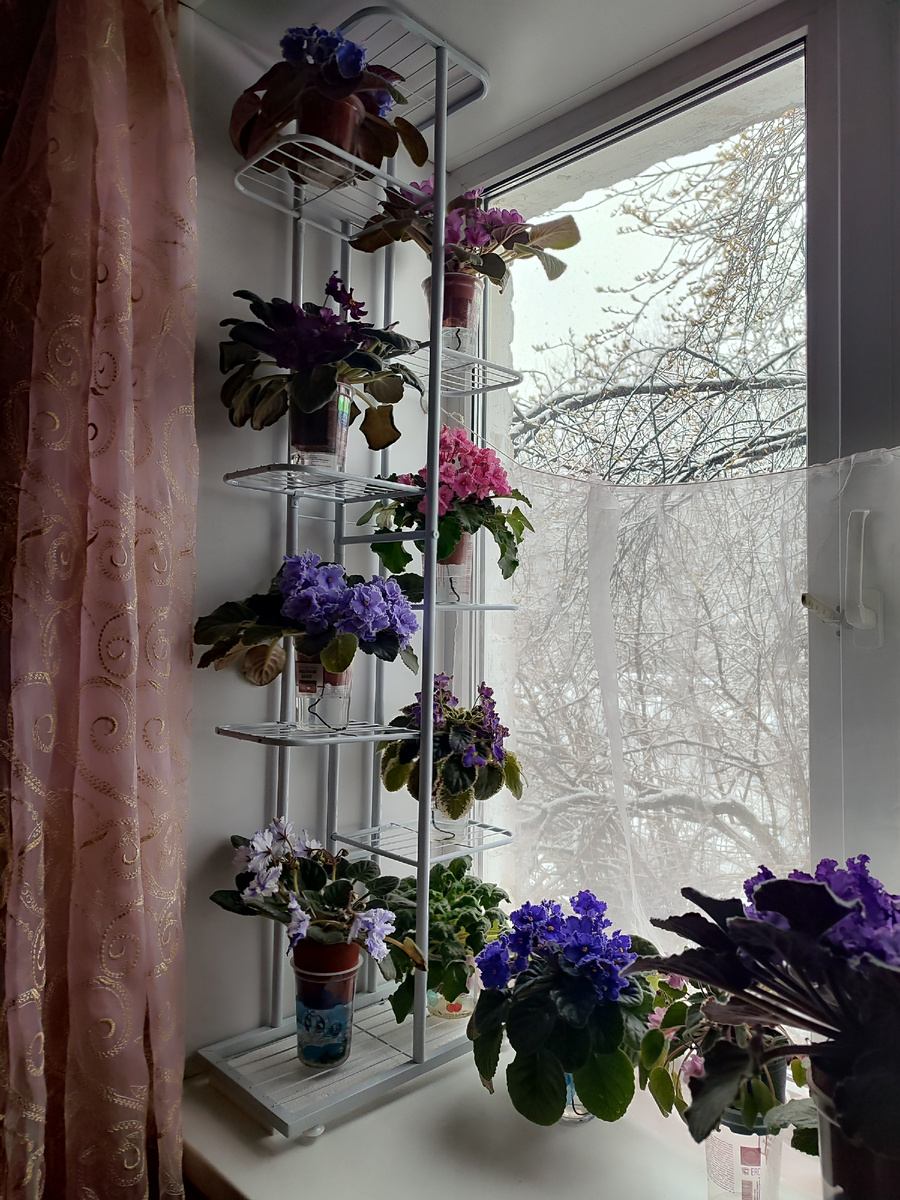 Мои фиалки на новой полке. Очень красиво и практично. Планирую заказать еще такую же на другую сторону окна.