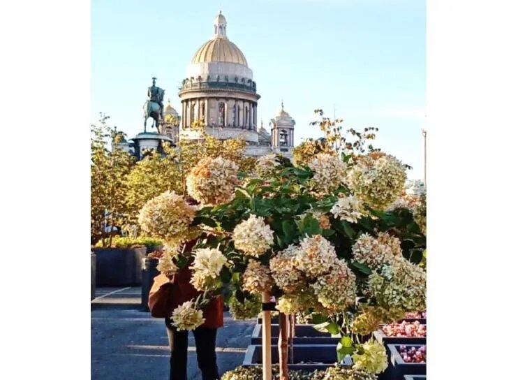 Глядя на ковер ярких цветов возле деревьев в кадках, словно попадаешь в регулярный парк где‑то на берегу южного моря. В наших северных широтах такая композиция выглядит очень необычно./ФОТО Елены КУЗЬМИНОЙ
