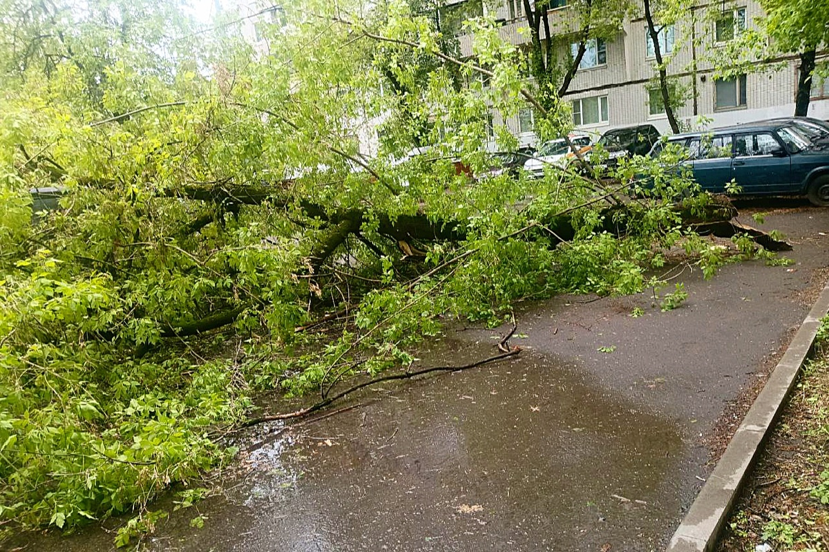 Упавшее дерево в нашем дворе