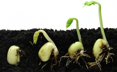 Прорастание семян кармы. Картинка из Дзена.