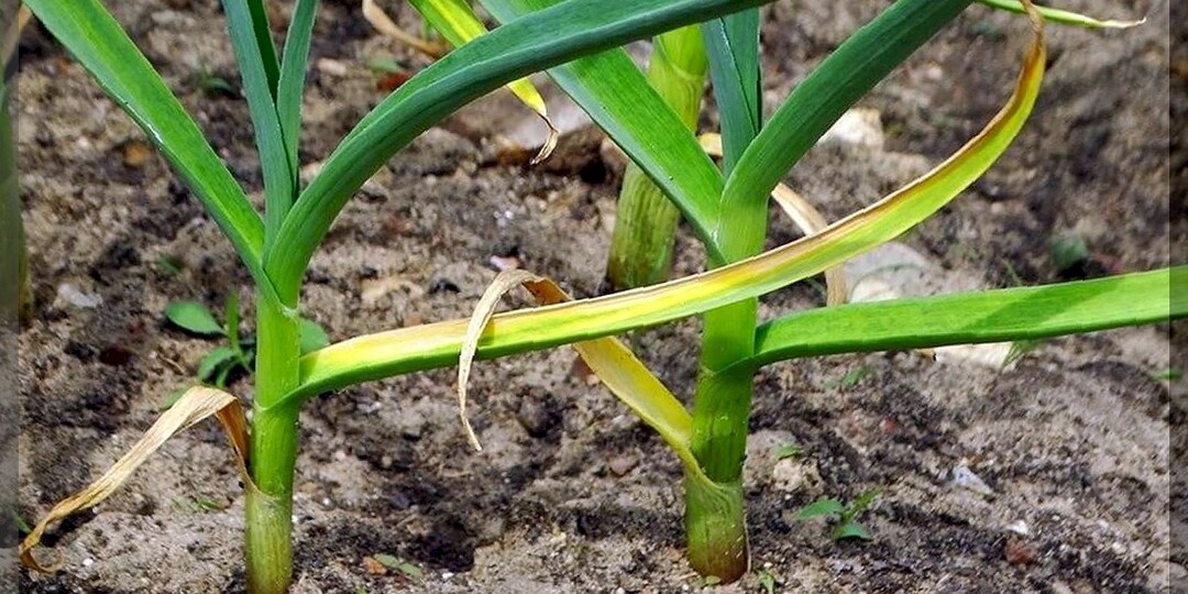 Основные проблемы с луком и чеснок во второй половине мая: как защить лук и чеснок от вредителей, усыхания, пожелтения