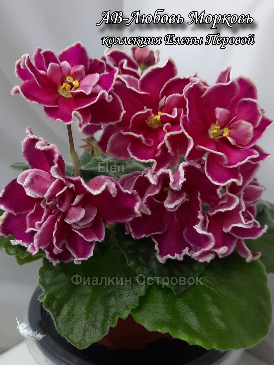 ЛЕ-Английская РозаСелекционерЛебецкая ЕленаОписание сортаБелые густомахровые звезды с гофрированными краями и розовым глазком. Цветок похож по форме на английскую розу. Пестролистник.