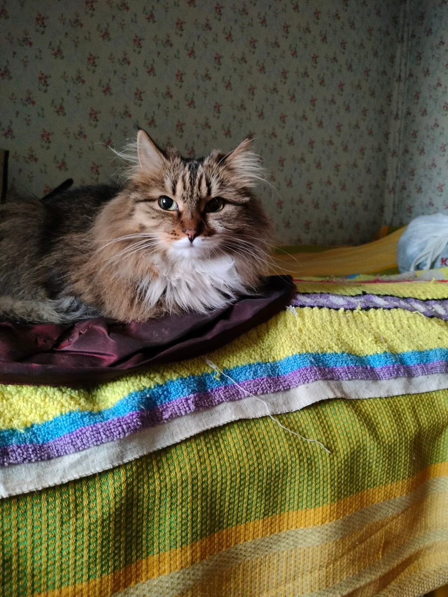 Фото автора. Кошка Муха на перине. 