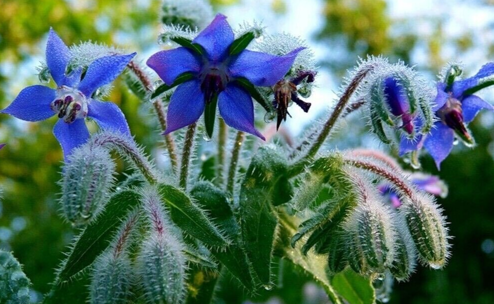 огуречная трава