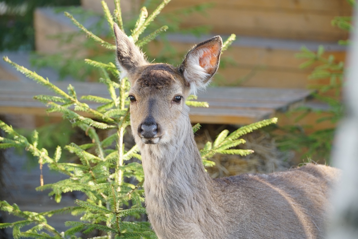 Олень в Шелково, фото автора