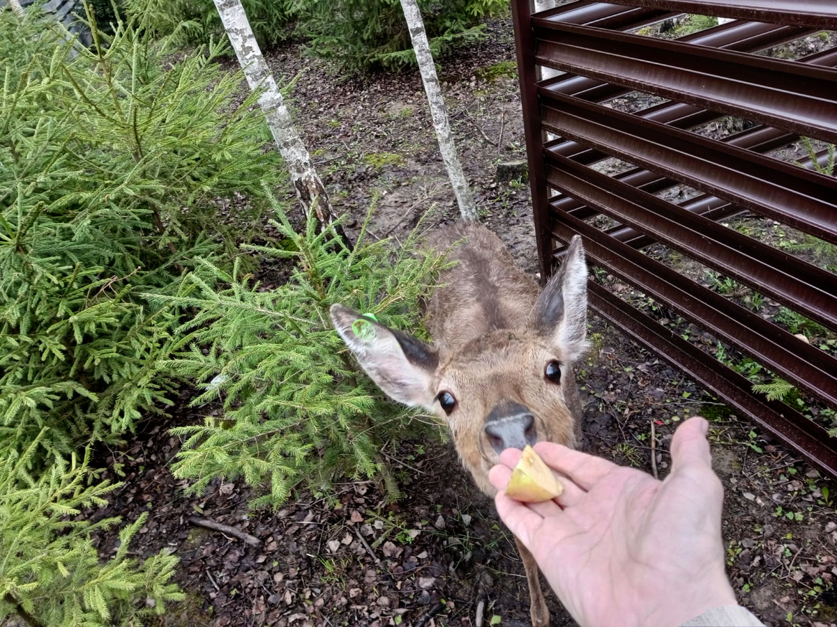 Кормления оленя с рук, фото автора