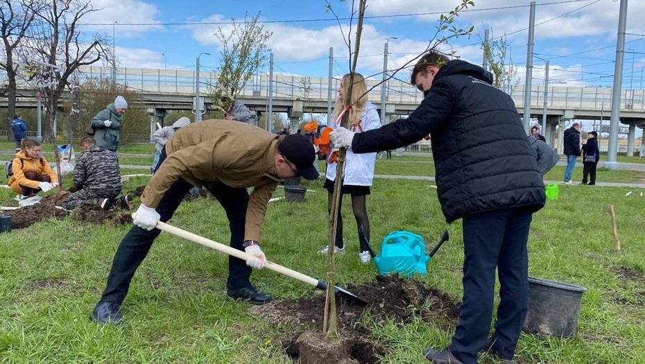    Высадка яблонь на Ржевской площади в Петербурге в рамках акции "Сад памяти", май 2025 года. Автор фото: vk.com/aahort