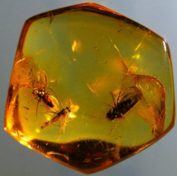 Фото взято из общего доступа в сети интернет