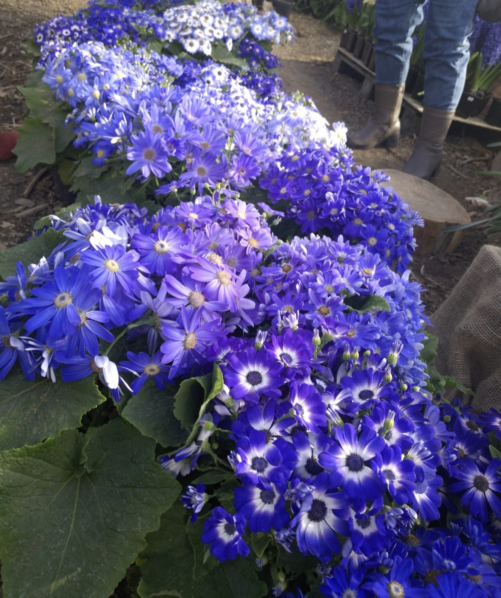 Выставка цветов.