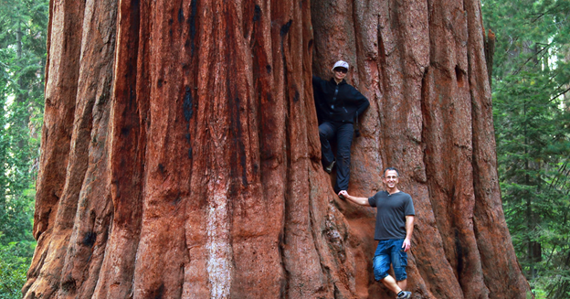 Фотография из открытых источников интенета, парк в Колифорнии.