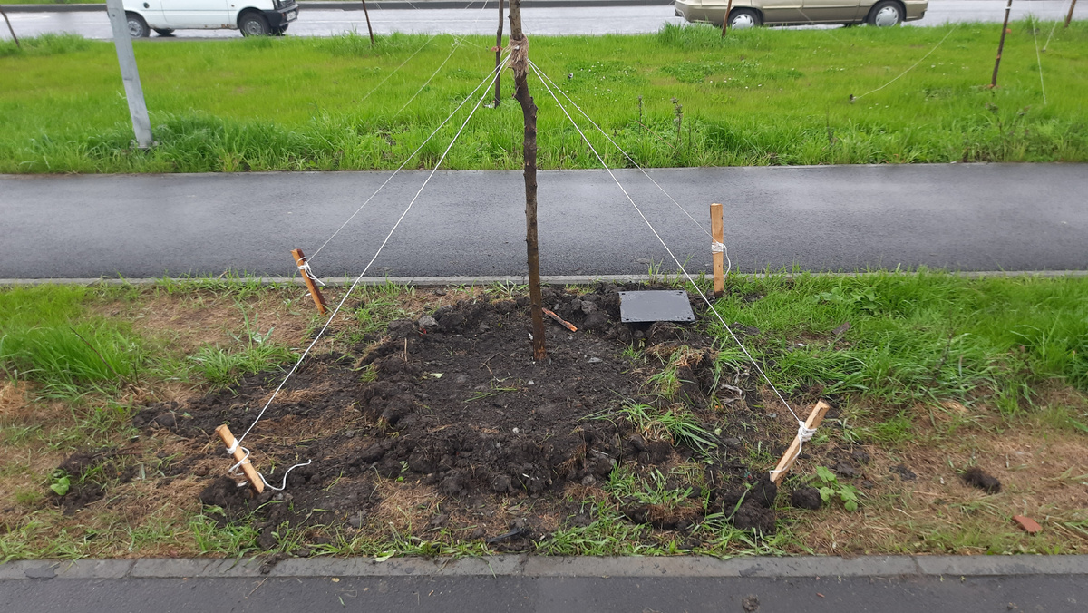 Часть ответа: "требуется доработка креплений, защита приствольной зоны, и желательно мульчирование."