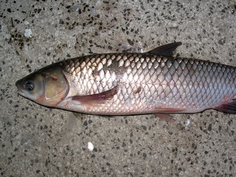 Белый амур, фото – Дезидор из Викимедия, CC BY 3.0