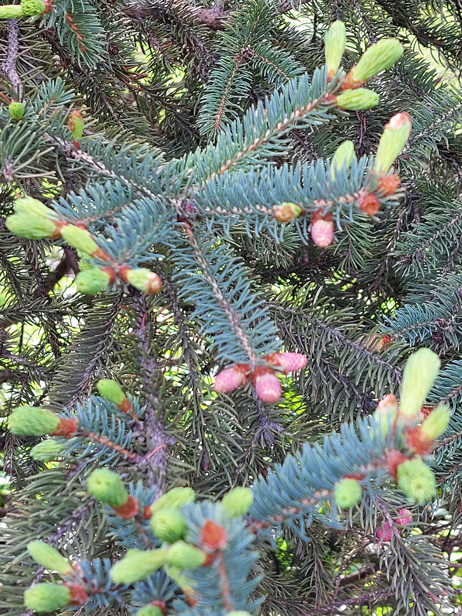 Издалека кажется, что ель в новогодних игрушках.