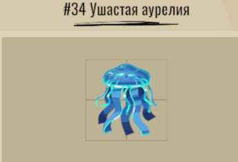 34. Ушастая аурелия