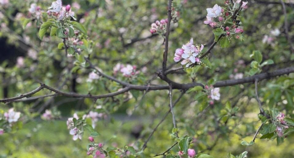    НИКИ детства Минздрава Московской области