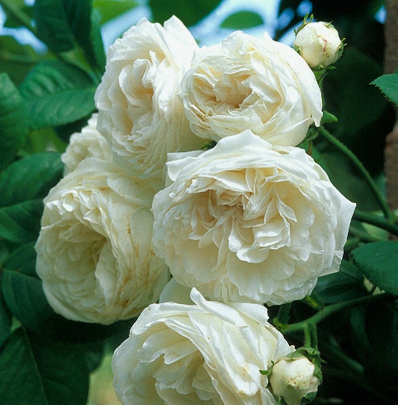 Лонг Джон Силвер