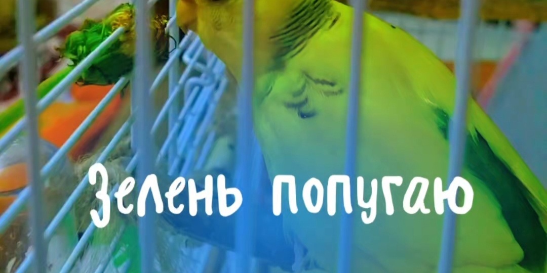 Весенняя зелень для попугаев. Какую дикую траву можно давать волнистым попугаям?