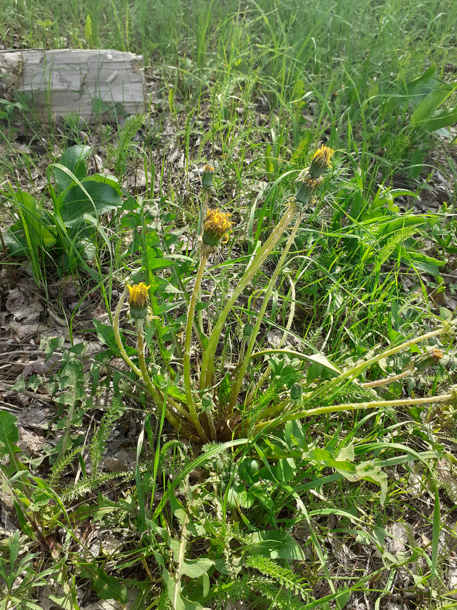Собираем зелень в деревне, далеко от города