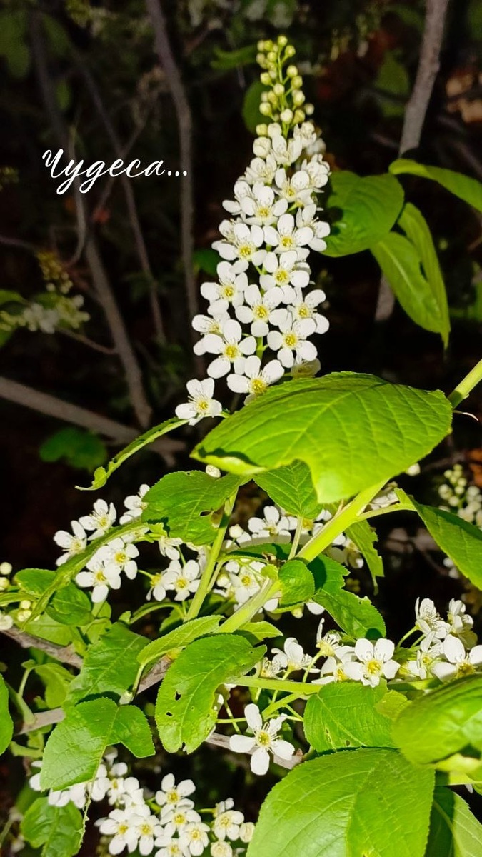 Первое фото черёмухи удалось сделать только ночью! Не до того днём было)