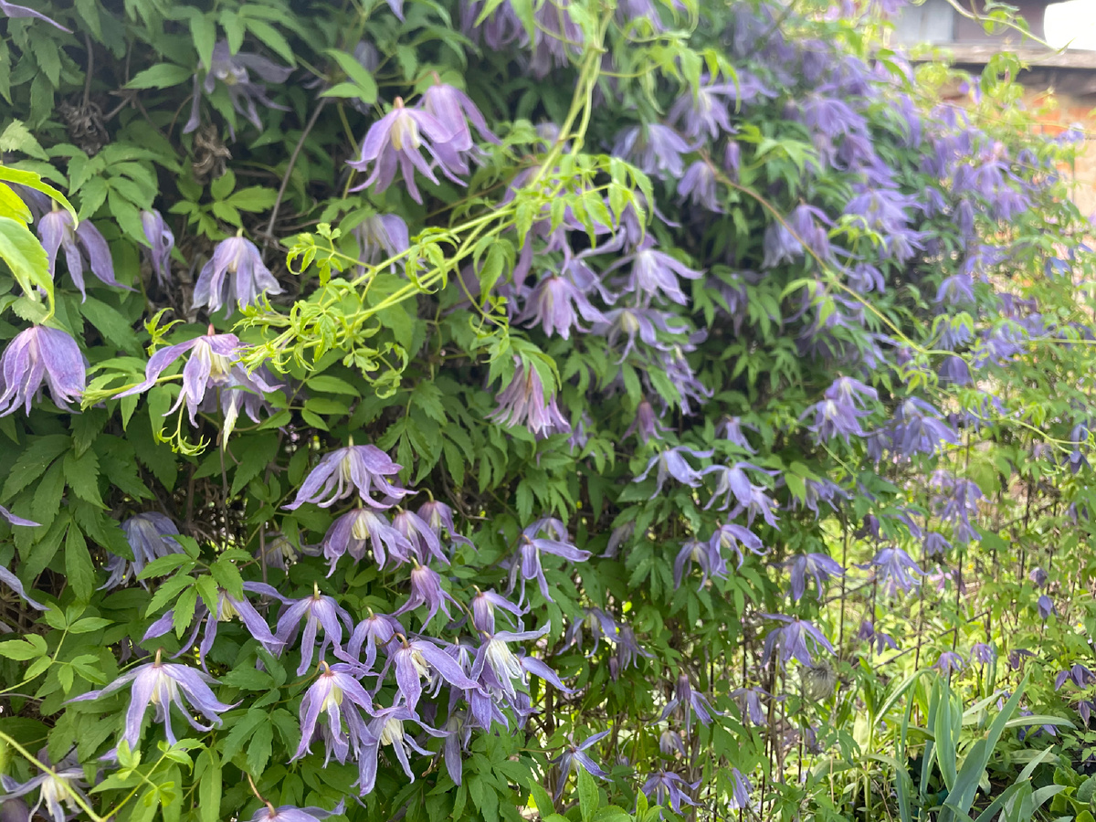 Без имени, подарок от садовой подруги