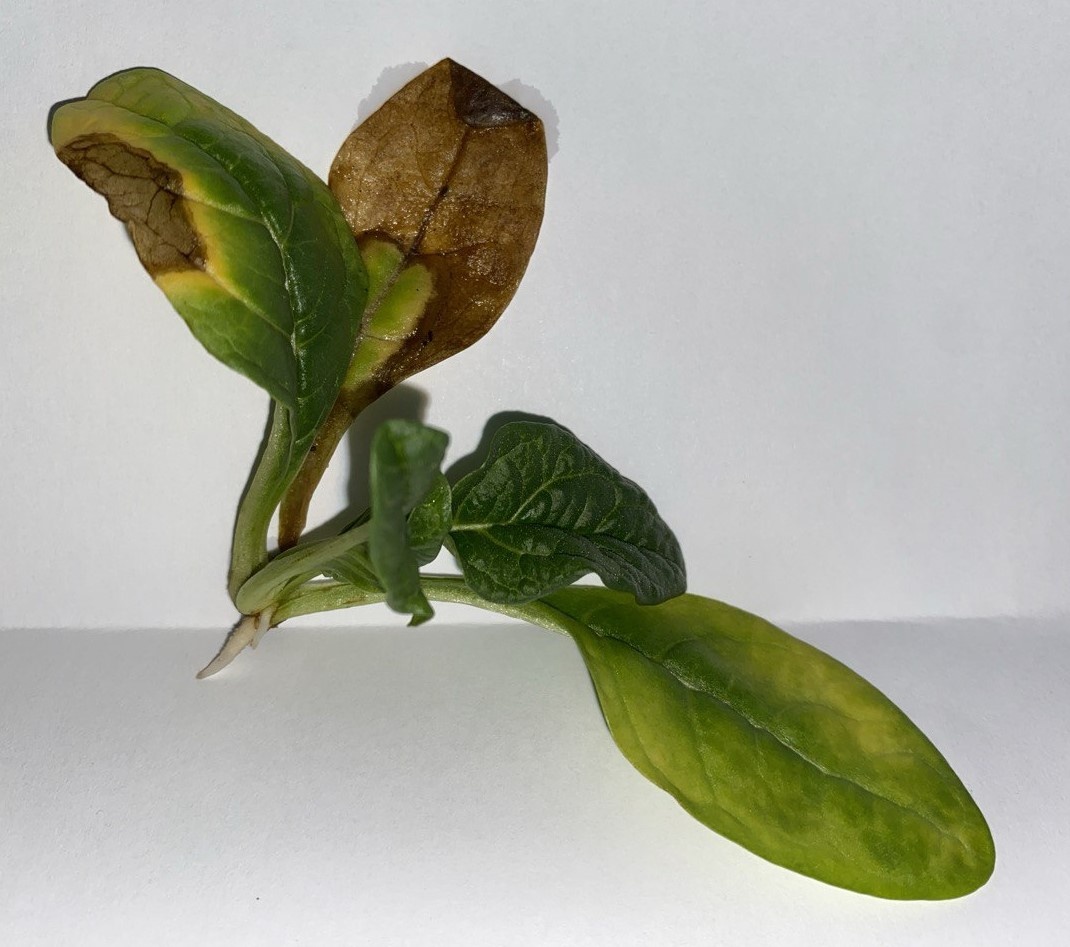 Черенок Mandragora turcomanica, 09 мая 2025 года