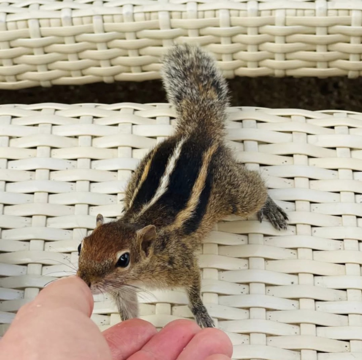 Те самые белки. Местные называют их "Леена"