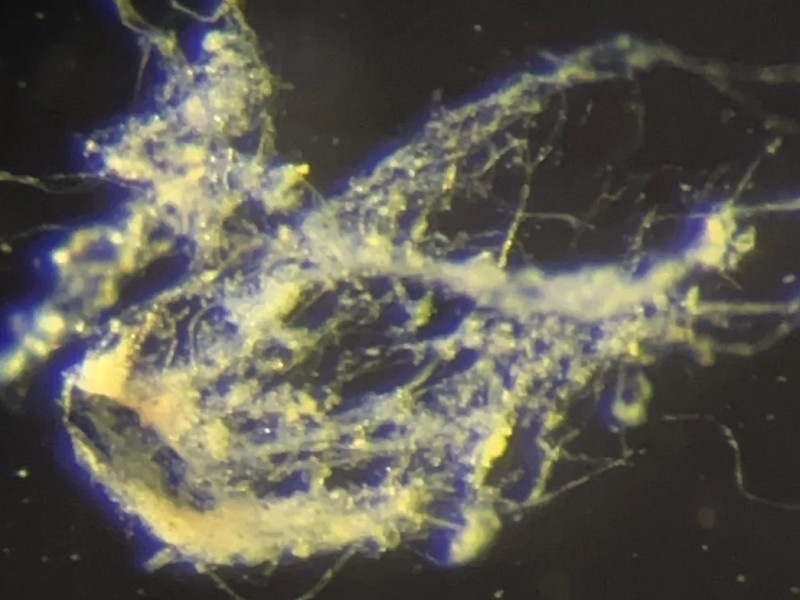    Токопроводящая бактерия может заменить провода в биоэлектронике