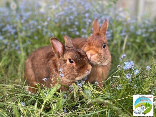 Фото: ВК, питомник «Счастливый кролик»  📷
