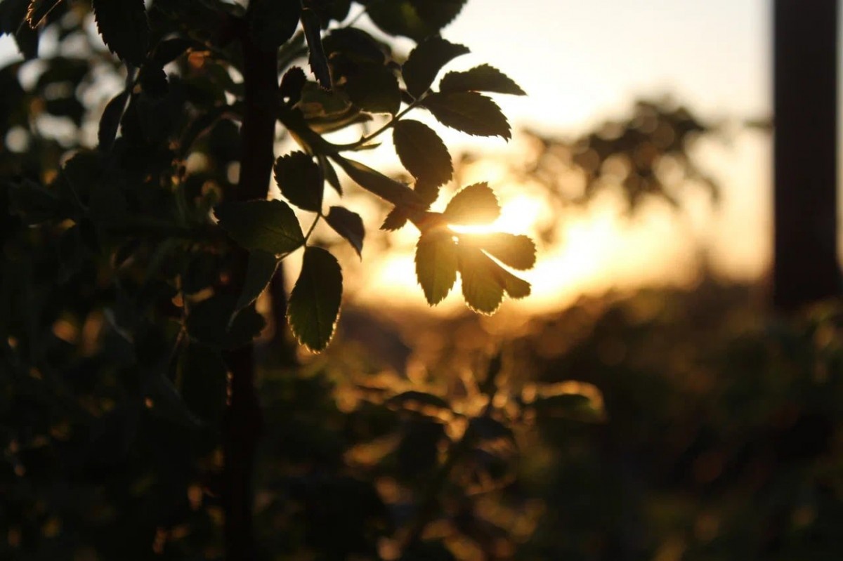   ГТРК "Ставрополье"