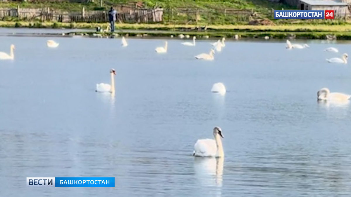    Лебединое озеро: сотни белоснежных птиц поселились на водоеме в Башкортостане